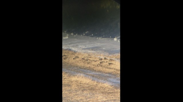 Буулгат хөмрөг - ML469089251