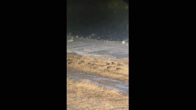 Lapland Longspur - ML469089251