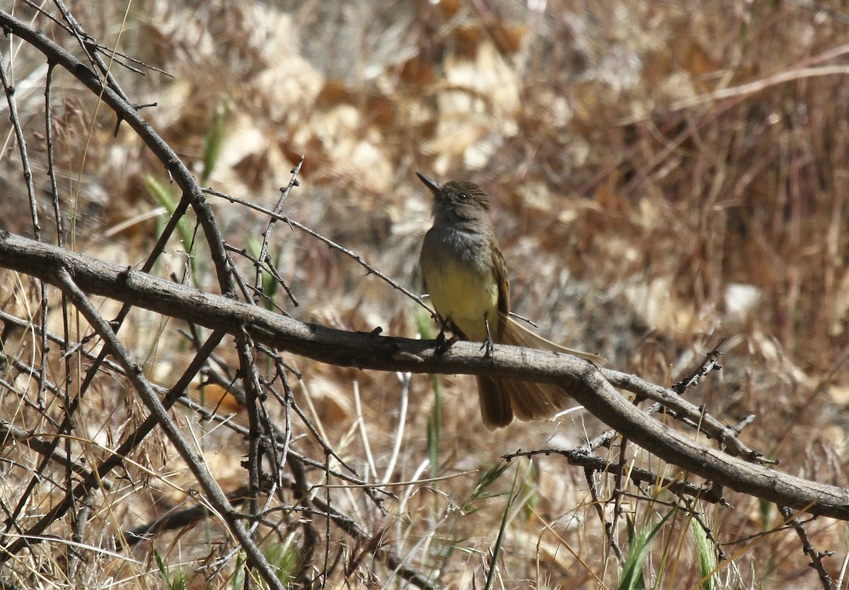 Dusky-capped Flycatcher - Kendall Watkins