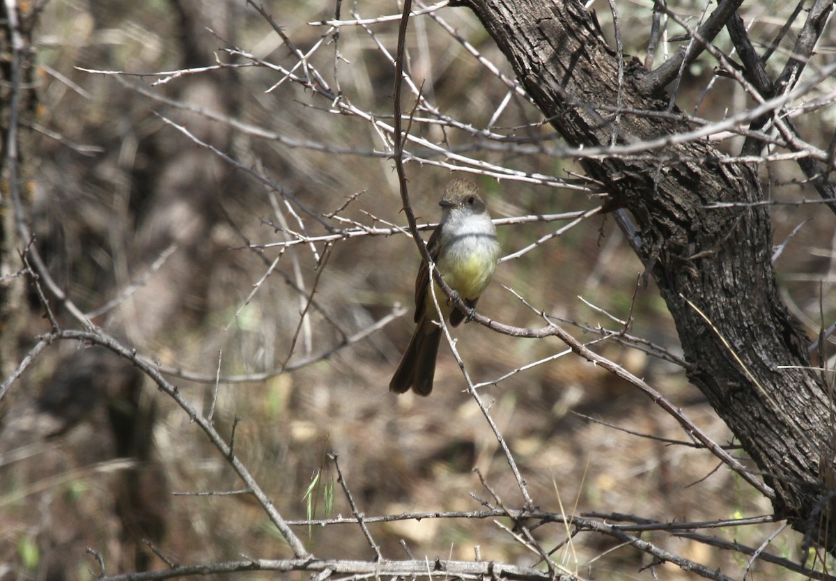 Dusky-capped Flycatcher - ML469089621