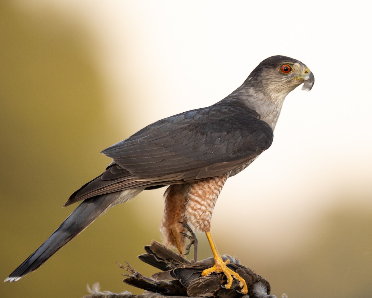 Cooper's Hawk - ML469089631