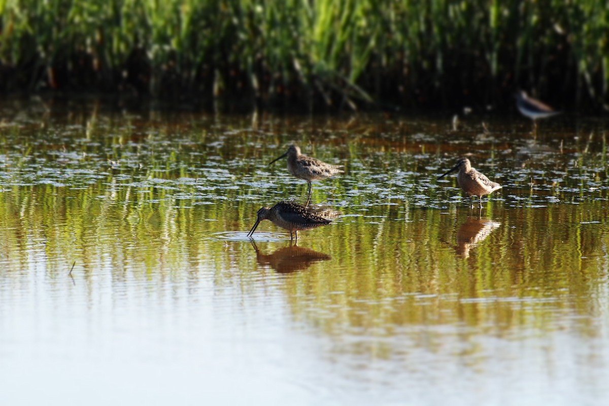Long-billed Dowitcher - ML469089661