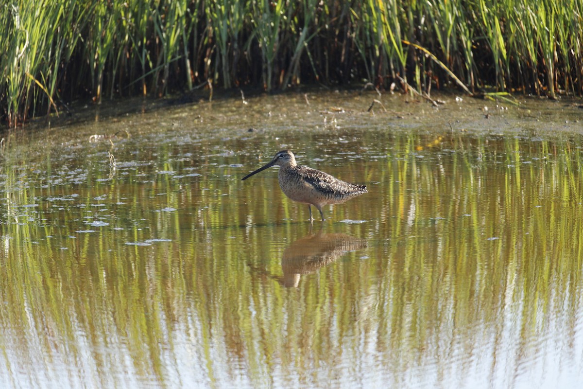 Long-billed Dowitcher - ML469089671
