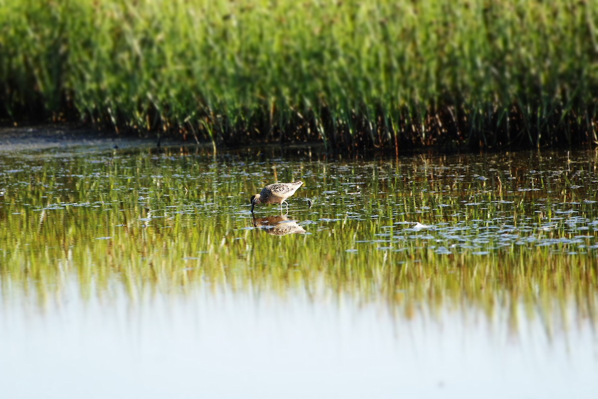 Long-billed Dowitcher - ML469089681