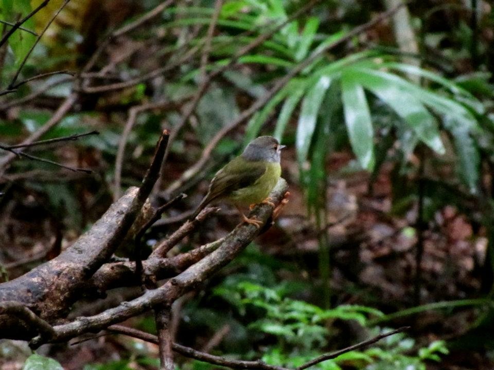 Pale-yellow Robin - ML469089951