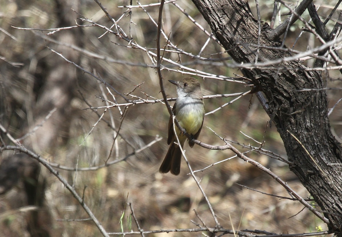 Dusky-capped Flycatcher - ML469090131