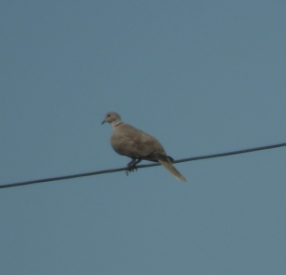 Eurasian Collared-Dove - ML469090341