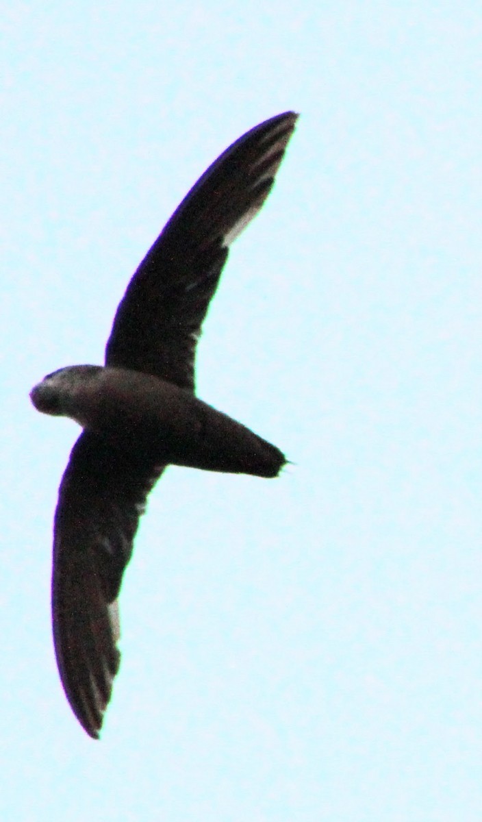 Chimney Swift - Richard Stanton