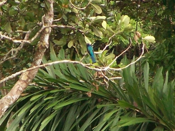 Green-backed Trogon - ML469096021