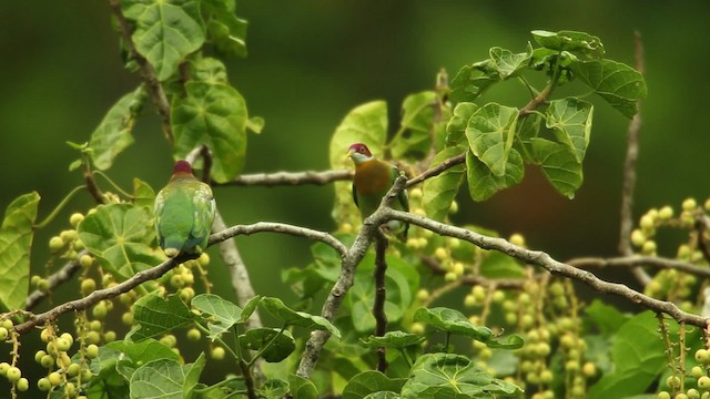 Ornate Fruit-Dove - ML469097