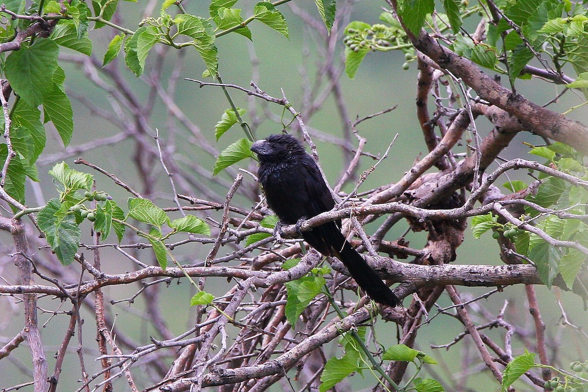Groove-billed Ani - ML469098081