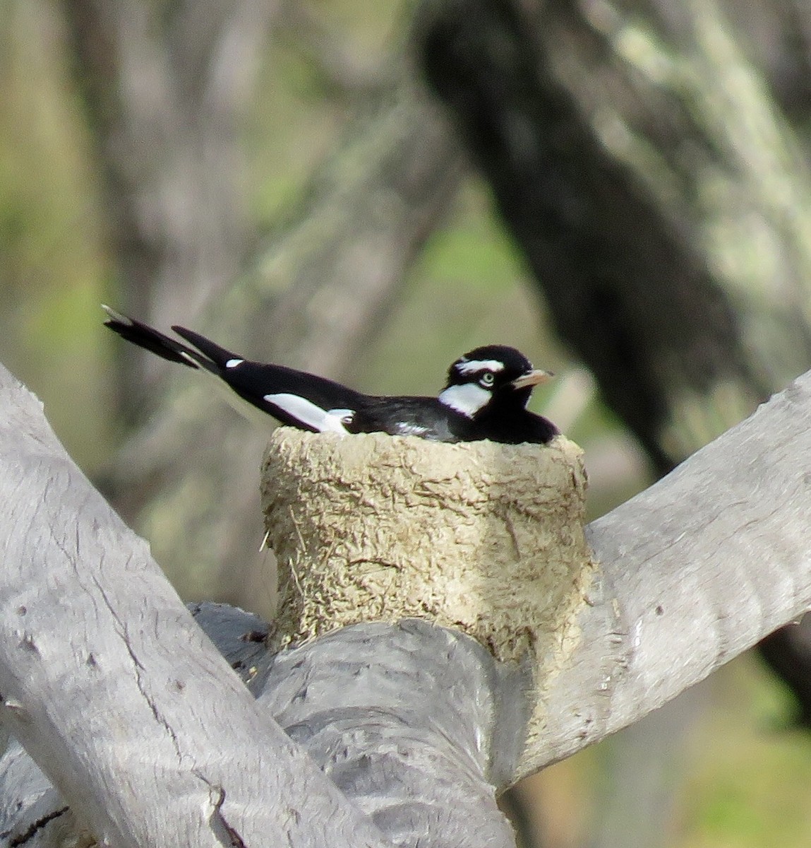 Magpie-lark - ML469098481