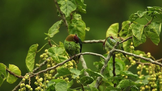 Ornate Fruit-Dove - ML469099