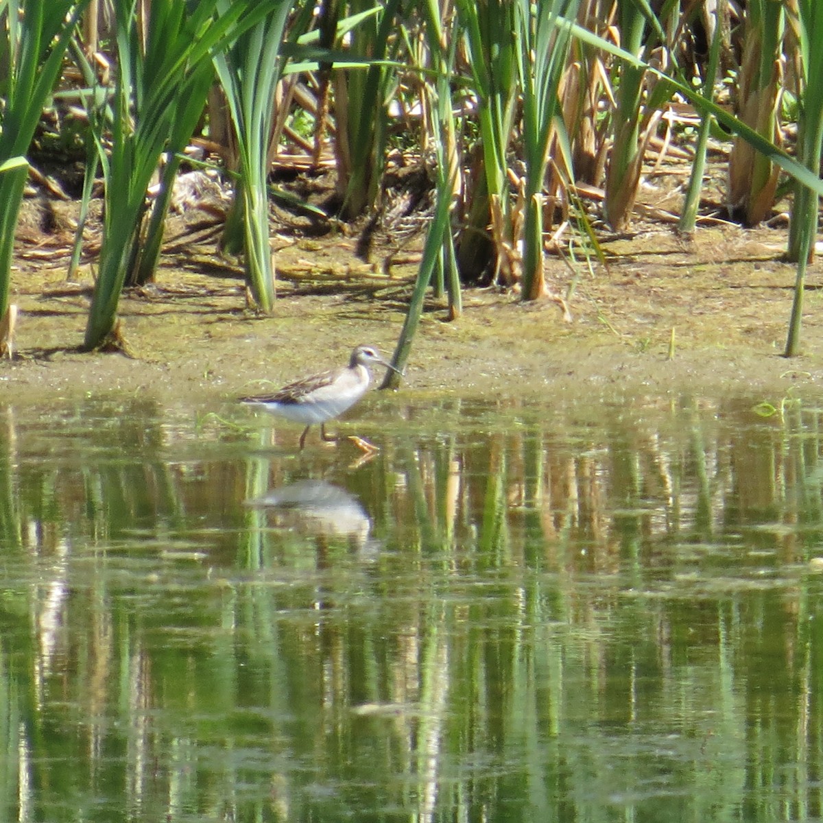 Wilson's Phalarope - ML469099741