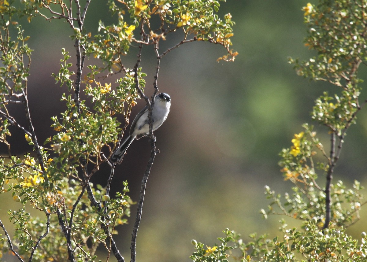 Black-tailed Gnatcatcher - ML469100231