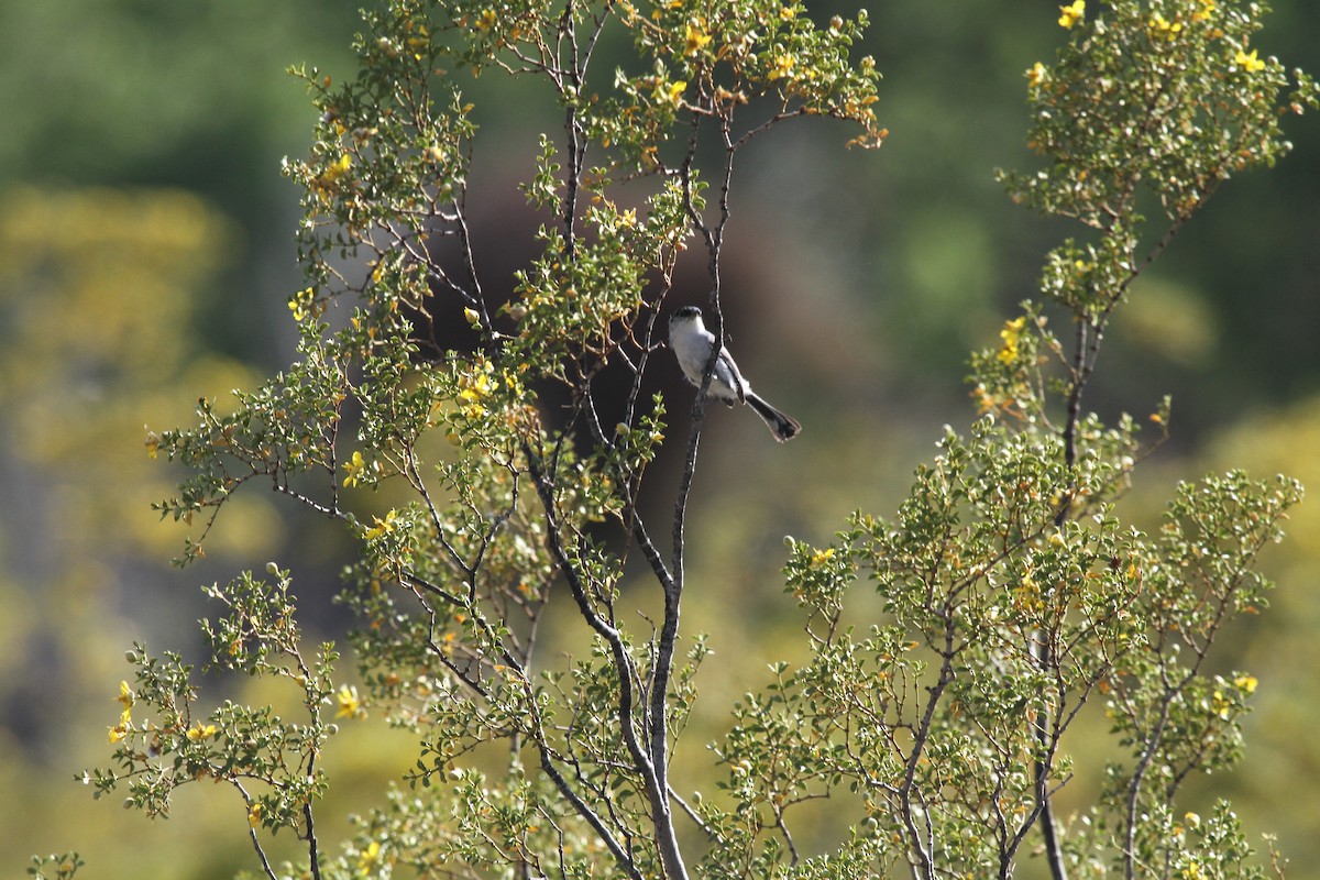 Black-tailed Gnatcatcher - ML469100321