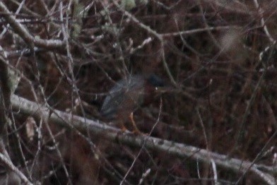 Green Heron - ML46910091