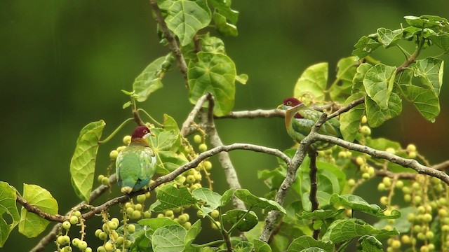 Ornate Fruit-Dove - ML469101