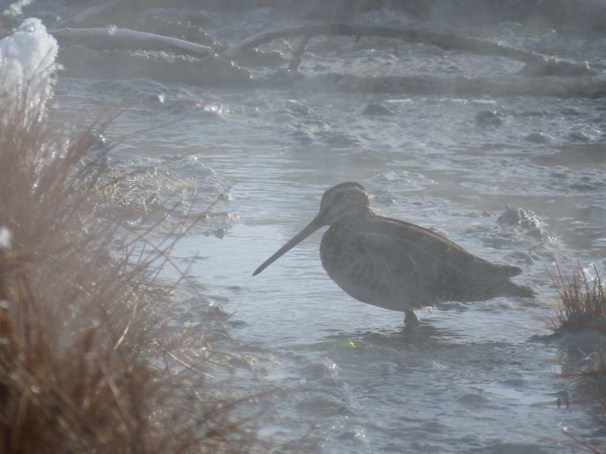 Wilson's Snipe - Sharyn Isom