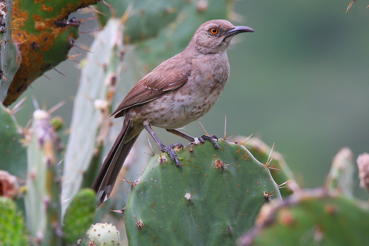 Curve-billed Thrasher - ML469101441