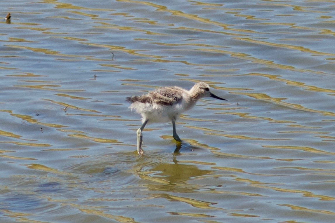 Avocette d'Amérique - ML469101481