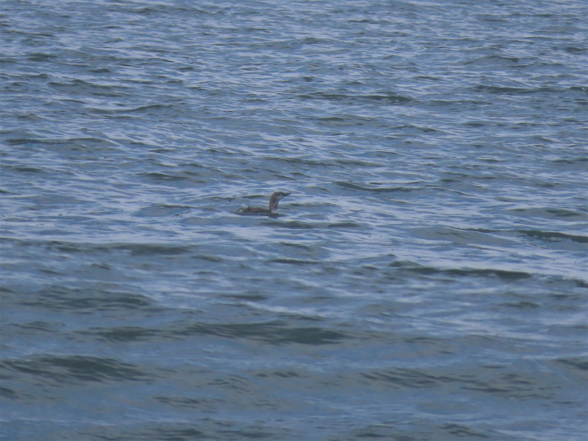 Red-throated Loon - ML469101721