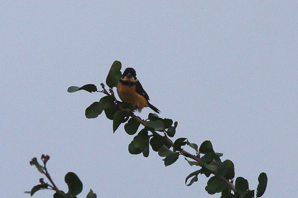 Cinnamon-rumped Seedeater - ML469101761