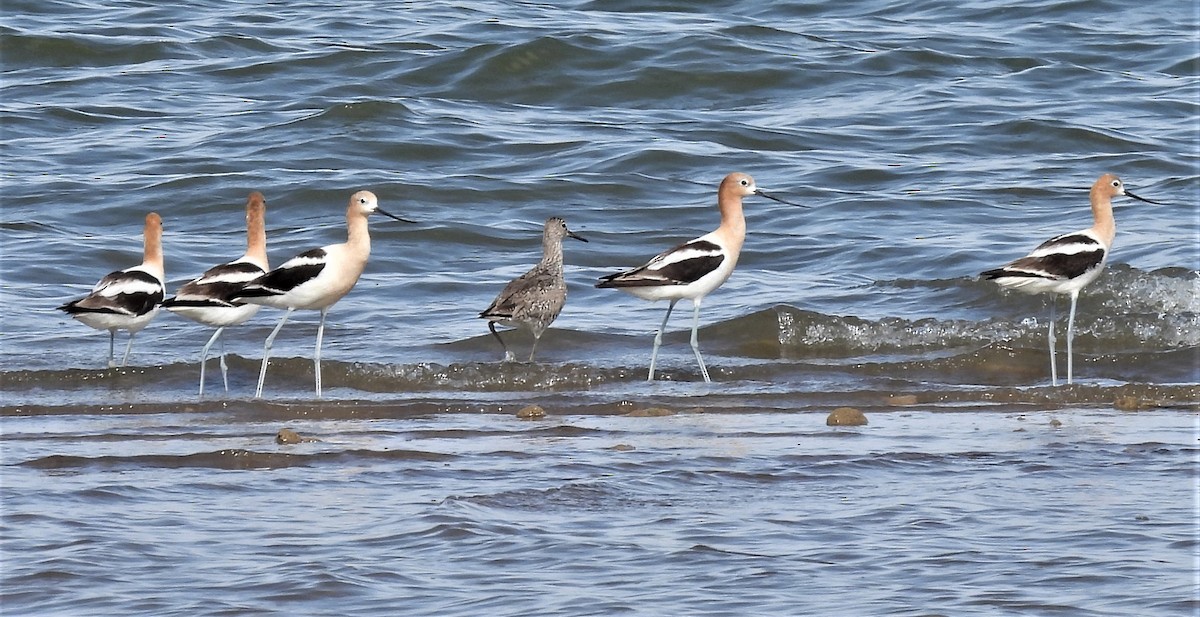 American Avocet - ML469102951