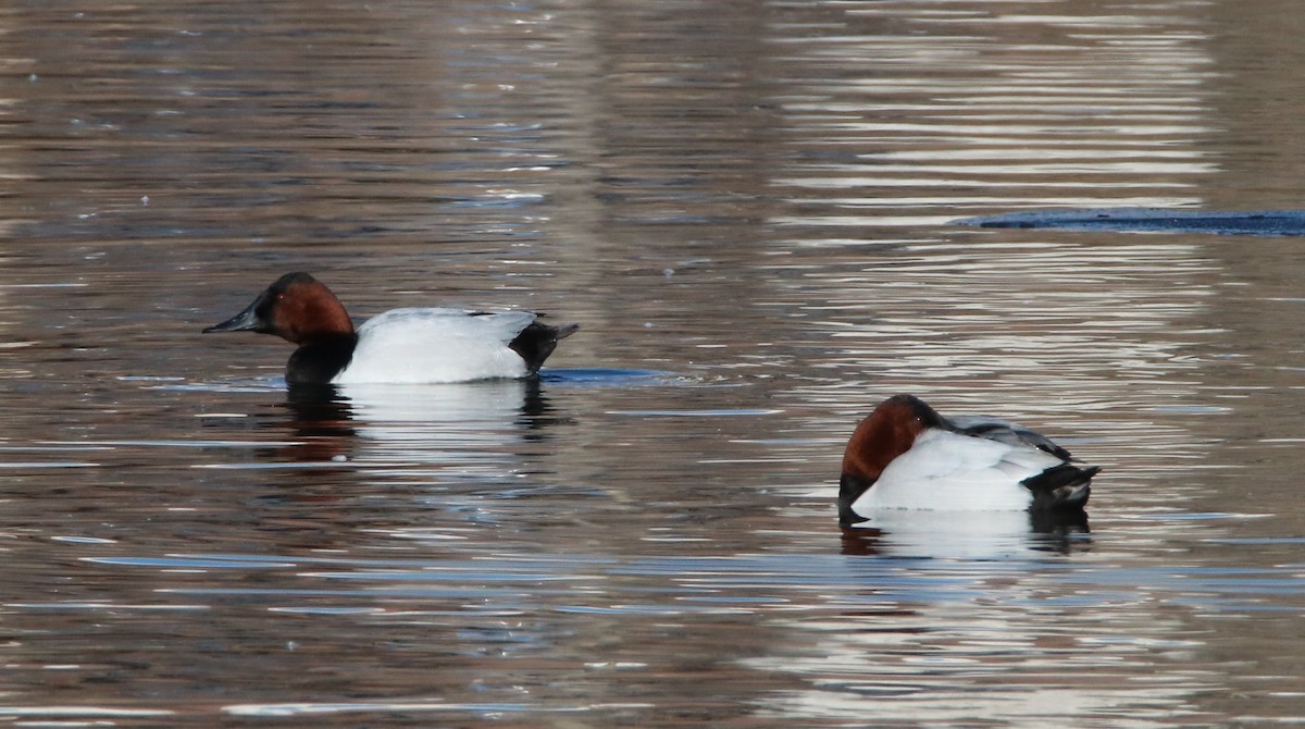 Canvasback - ML469104001