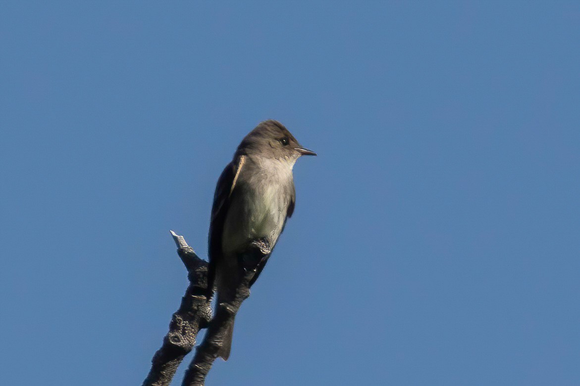 Western Wood-Pewee - ML469104171