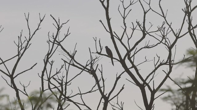 Plaintive Cuckoo - ML469105191