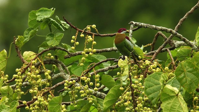 Ornate Fruit-Dove - ML469106