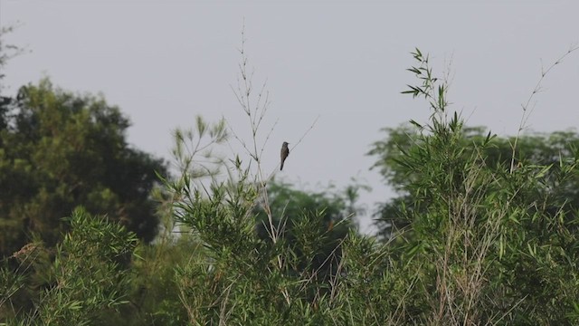 Plaintive Cuckoo - ML469106251