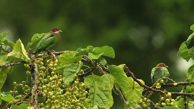 Ornate Fruit-Dove - ML469107