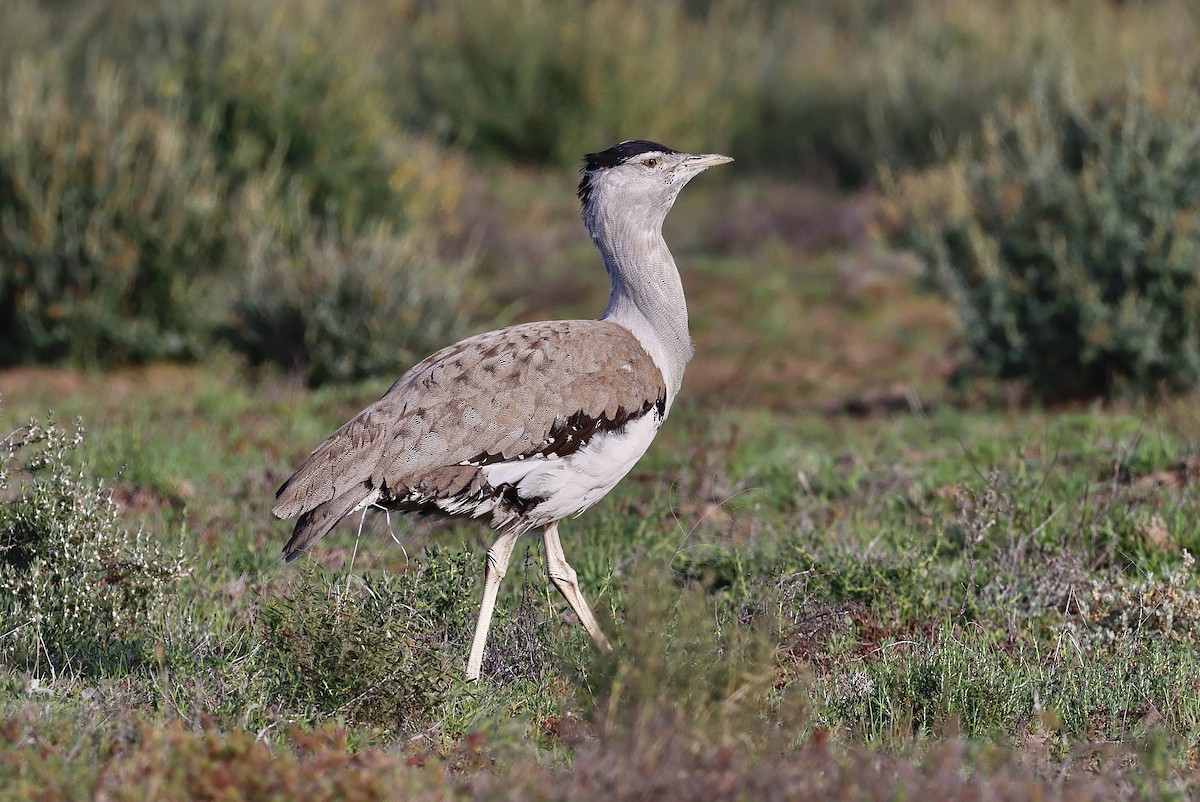 Australian Bustard - ML469107291