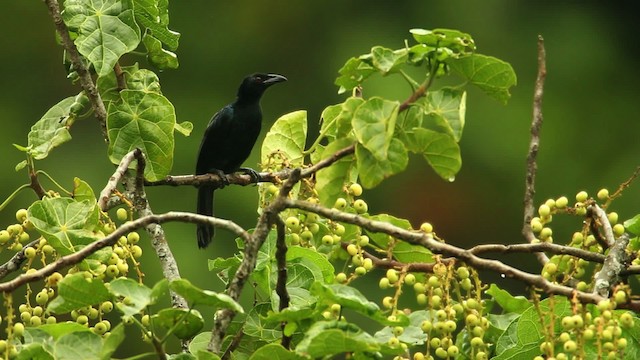 Paradisier vert - ML469109