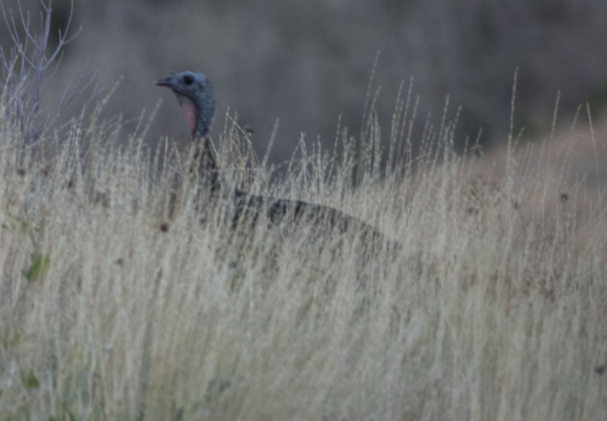 Wild Turkey - ML469109081