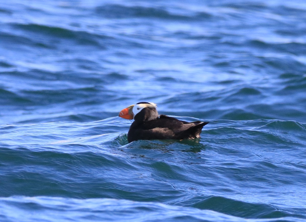 Tufted Puffin - ML469109581