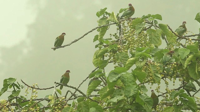 Ornate Fruit-Dove - ML469110