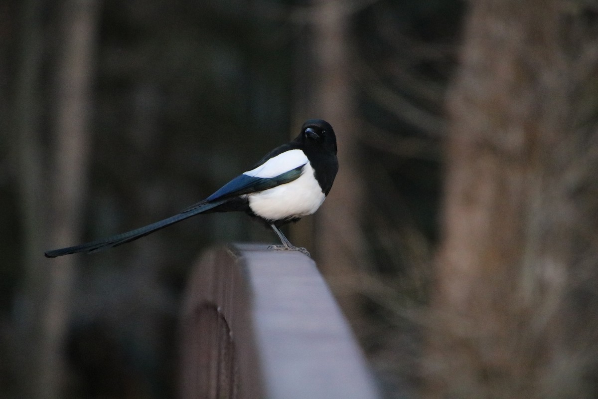 Black-billed Magpie - ML469110361