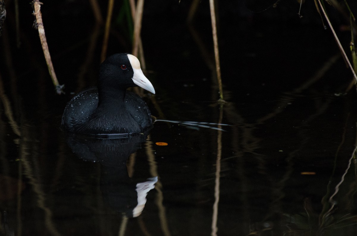 Hawaiian Coot - ML469110771