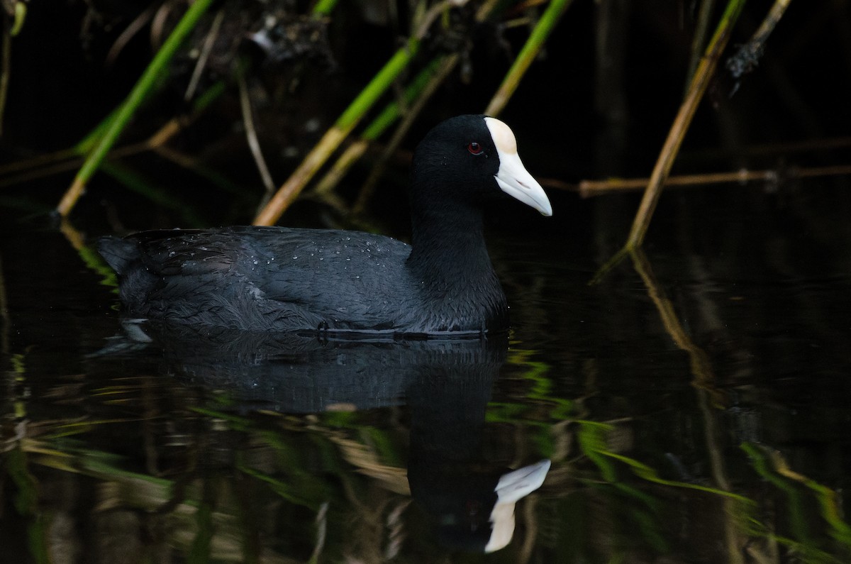 Hawaiian Coot - ML469110821