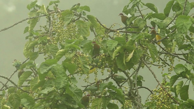 Ornate Fruit-Dove - ML469111