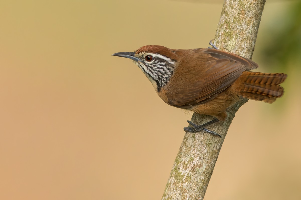 Happy Wren - Dubi Shapiro