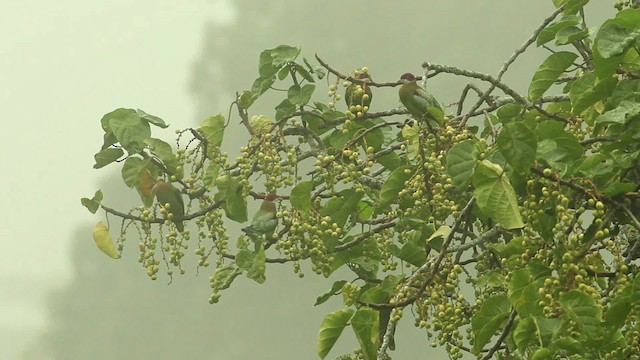 Ornate Fruit-Dove - ML469112