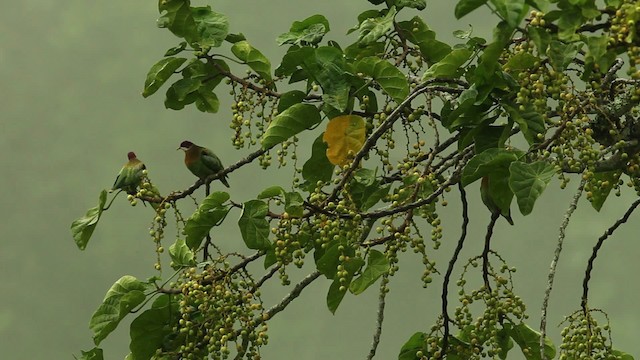 Ornate Fruit-Dove - ML469113