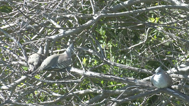 Crested Pigeon - ML469113261