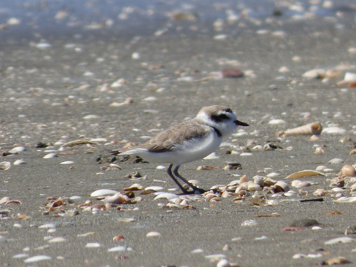 Snowy Plover - ML46911331