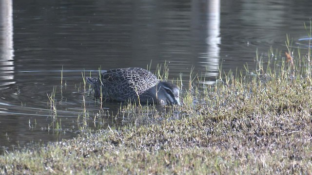 Canard à sourcils - ML469114101