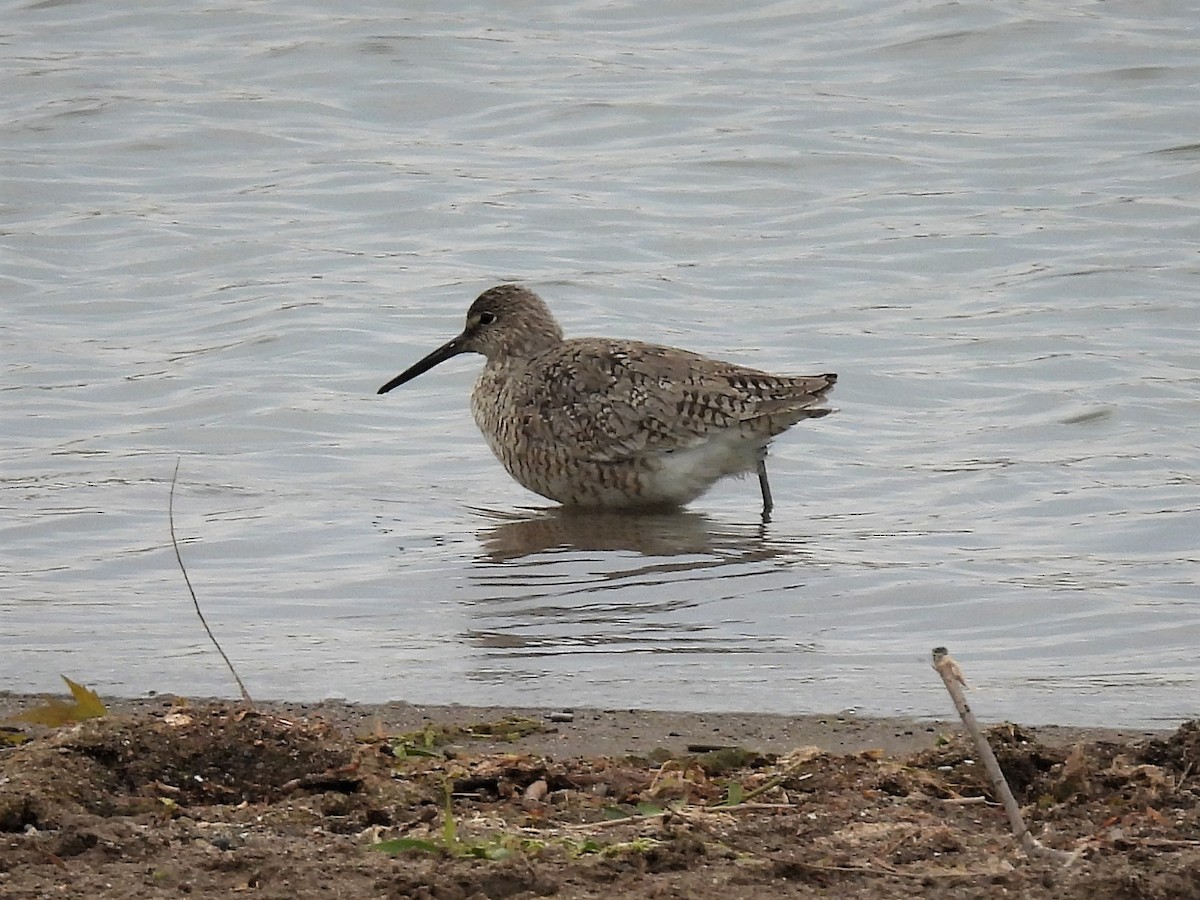 Willet - ML469114591